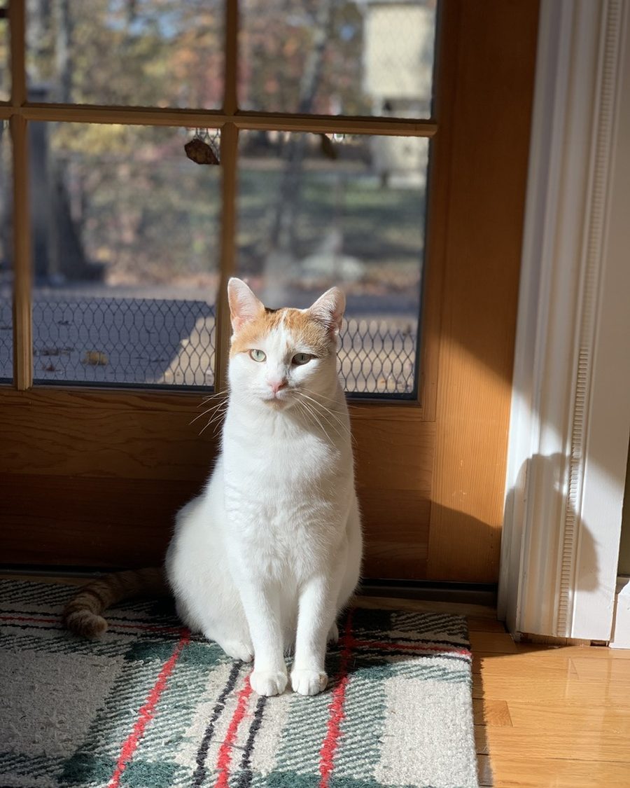 Mikey, an orange and white cat sitting in the sun by a door