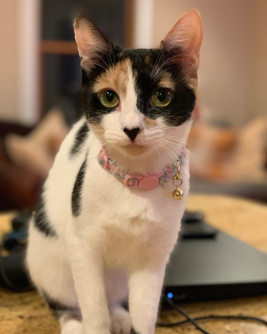 Nena, a calico cat with a pink collar