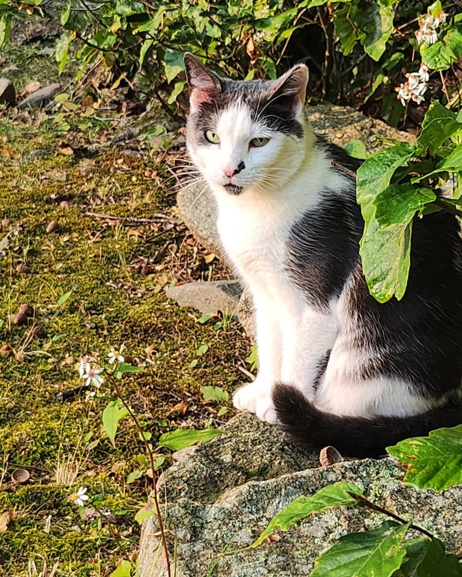 Trinity, a gray and white cat sitting on a rock in the garden